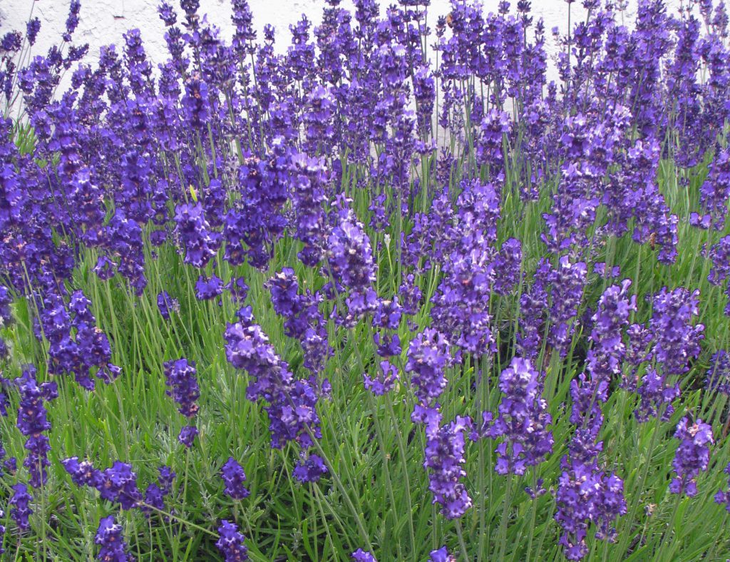 Lavandula Officinalis