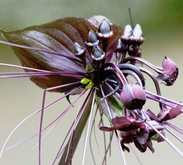 Tacca chantrieri BLACK BAT PLANT