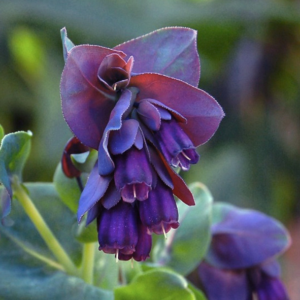 Cerinthe deals