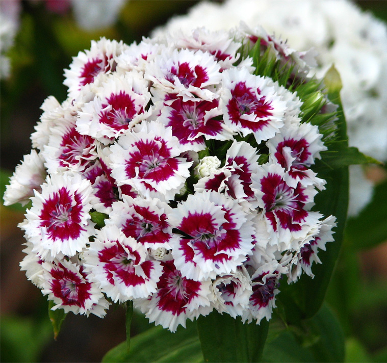 Dianthus barbatus ‘Pearl Late White & Red’ LATE WHITE & RED SWEET ...