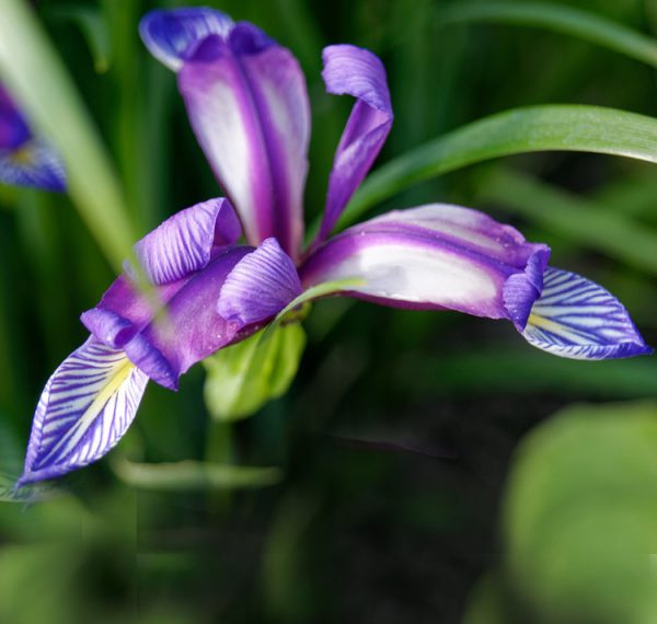 Iris graminea <p><p>PLUM TART IRIS</p>