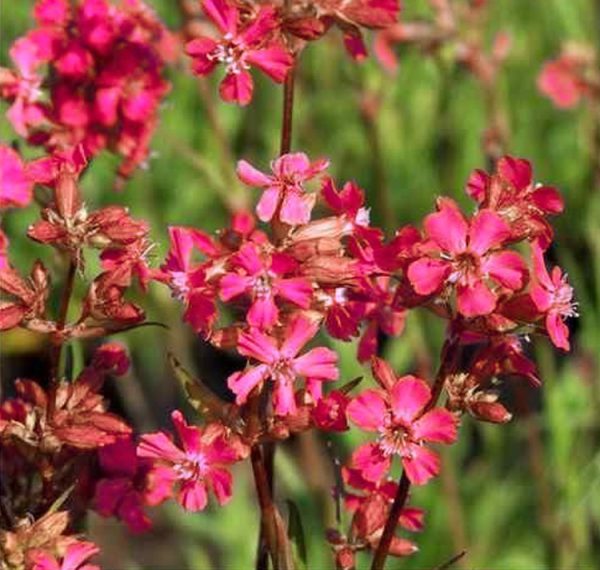 Lychnis viscaria splendens <p>‘Feuer’ <p>FIREBIRD CATCHFLY</p>