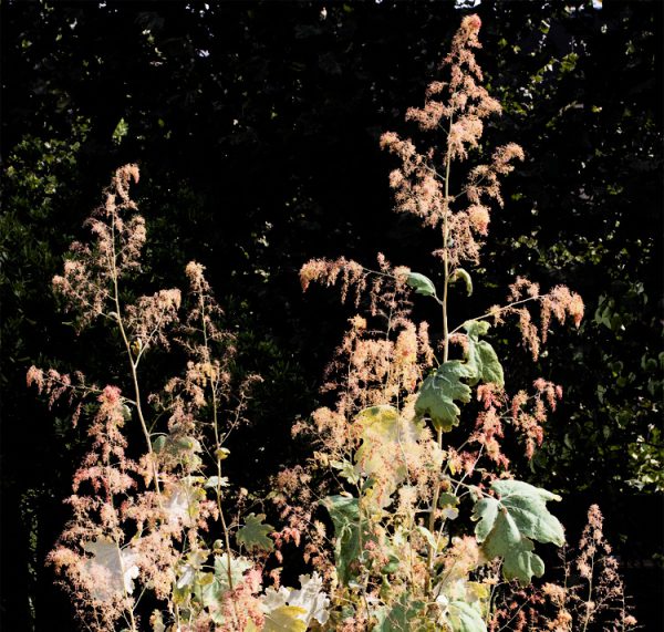 Macleaya cordata <p><p>WHITE PLUME POPPY</p>