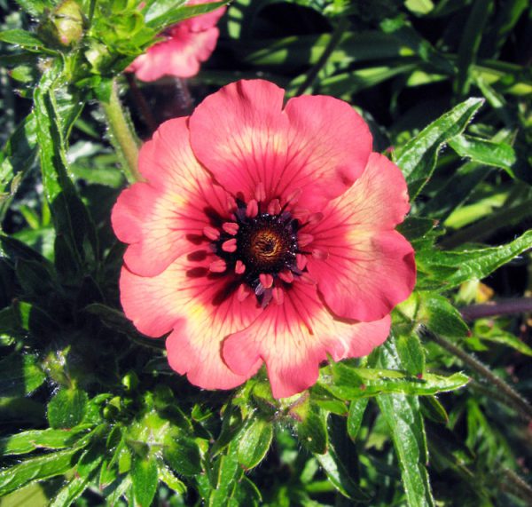 Potentilla nepalensis <p>‘Roxana’ <p>ROXANA CINQUEFOIL</p>