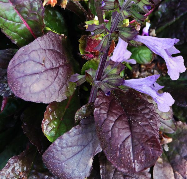 Salvia lyrata ‘Purple Knockout’ <p><p>PURPLE KNOCKOUT LYRE SAGE</p>