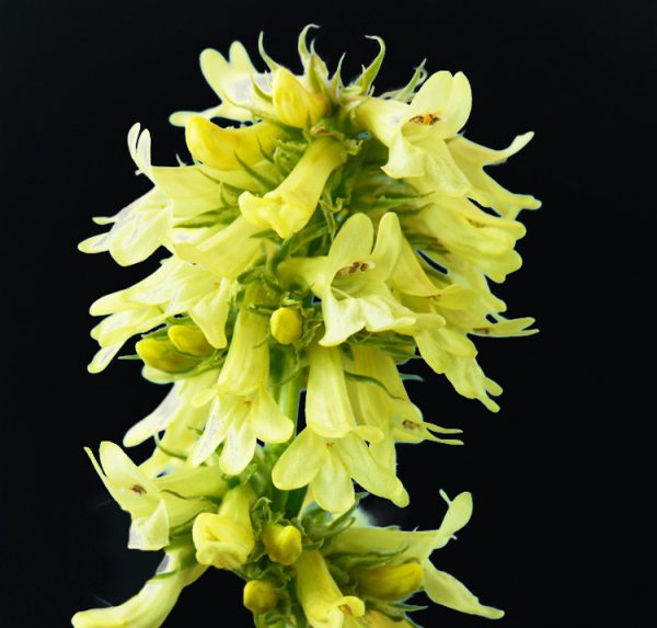 Penstemon confertus <p><p>YELLOW PENSTEMON<p>SALE: Buy 1 get 2 packs</p>