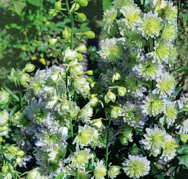 Delphinium elatum 'Green Twist' 25 Seeds | unicornblooms