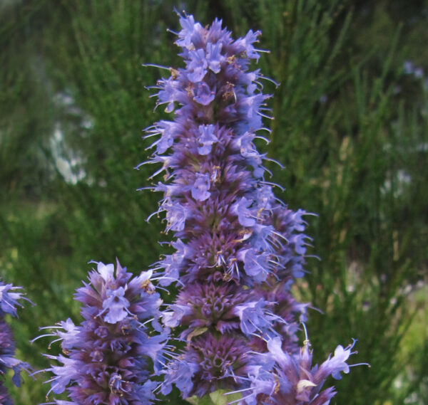 Agastache rugosa 'Liquorice Blue' - SeedScape