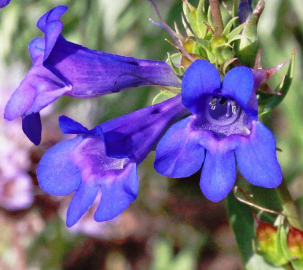 Penstemon cyananthus <p><p>WASATCH PENSTEMON</p>