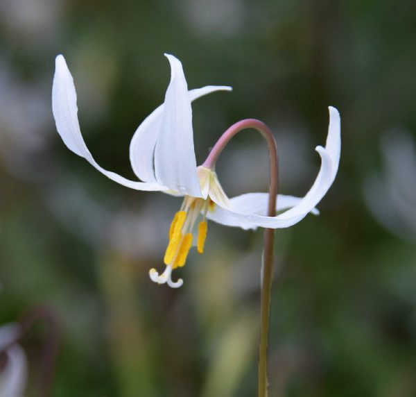 Erythronium oregonum <p><p>OREGON FAWN LILY</p>