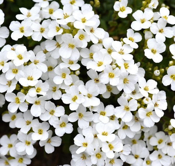 Myosotis Sylvatica Compacta Victoria White Seedscape