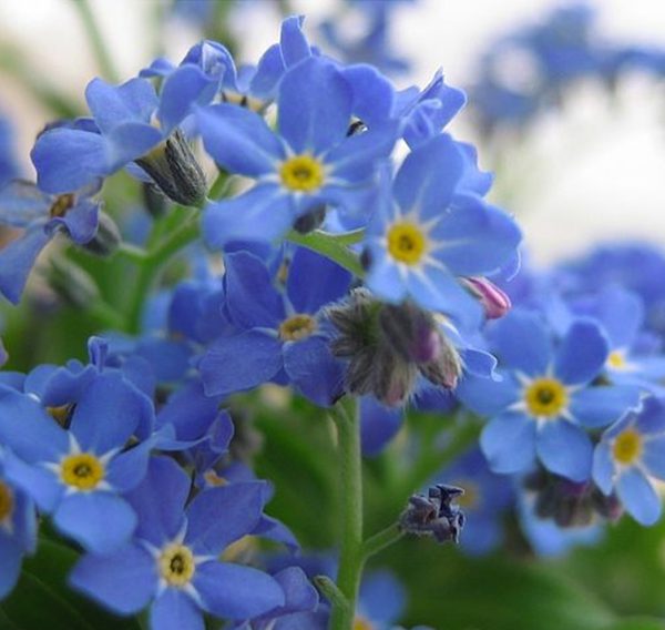 Myosotis Sylvatica Compacta Victoria Indigo Blue Seedscape