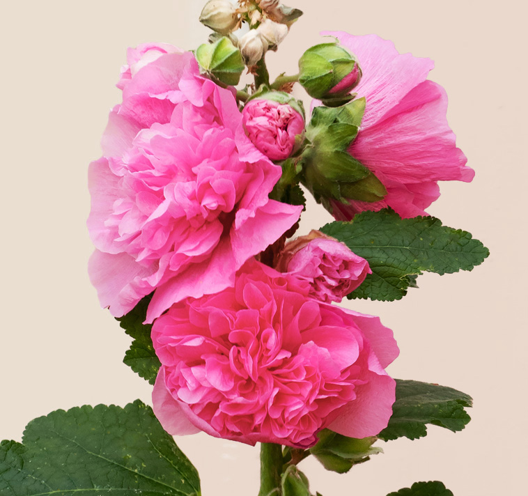 Alcea rosea 'Chater's Rose' ROSE HOLLYHOCK - SeedScape