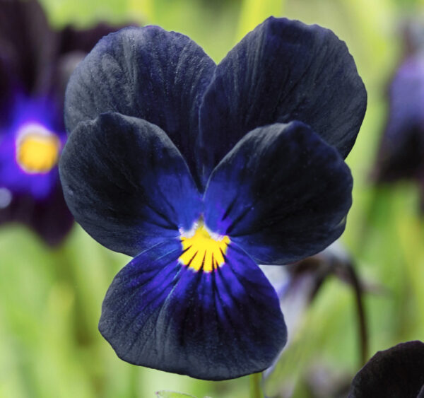 Viola cornuta 'Bowles Black'BLACK DONKEY EARS - SeedScape