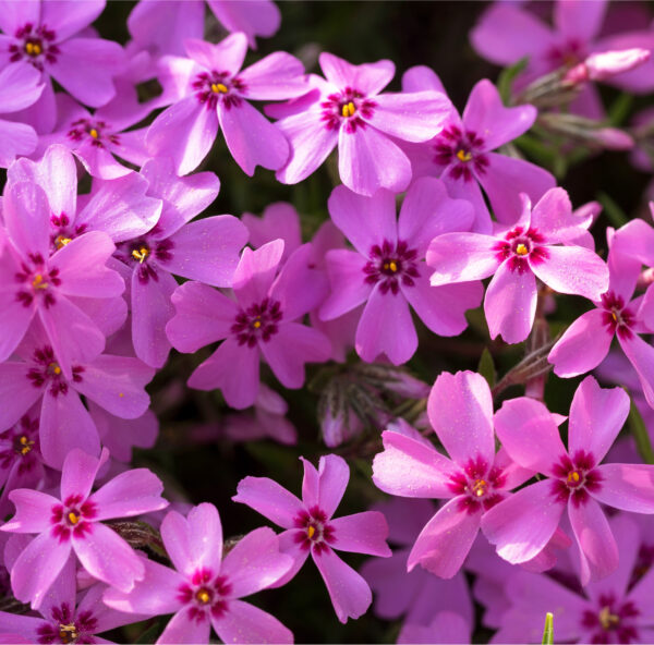 Phlox pilosa PRAIRIE PHLOX - SeedScape