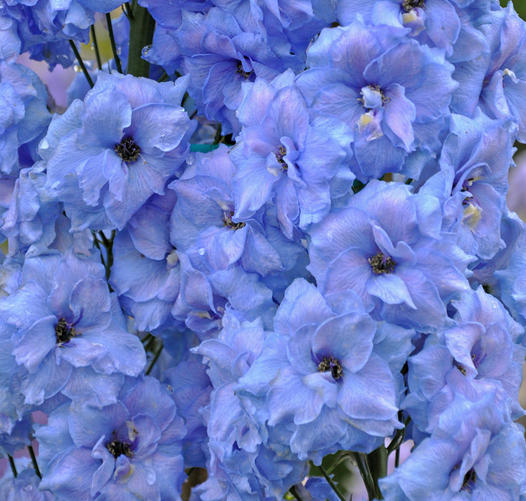 Delphinium 'Blue Lace