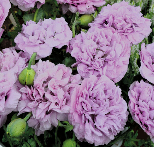 Papaver paeoniflorum <p>'Candy Floss' <p>CANDY FLOSS PEONY POPPIES<p>Syn. P. somniferum cv. paeoniflorum<p>No TAS</p>