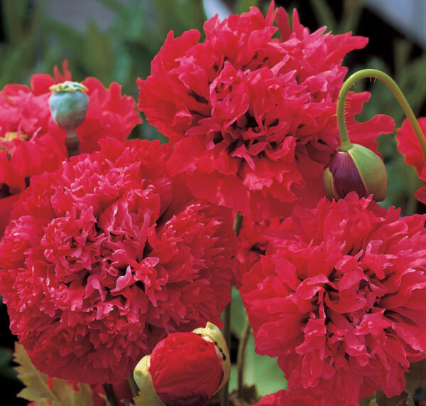 Papaver paeoniflorum <p>'Red Pom-Poms' <p>RED POM-POMS PEONY POPPIES<p>Syn. P. somniferum cv. paeoniflorum<p>No TAS</p>