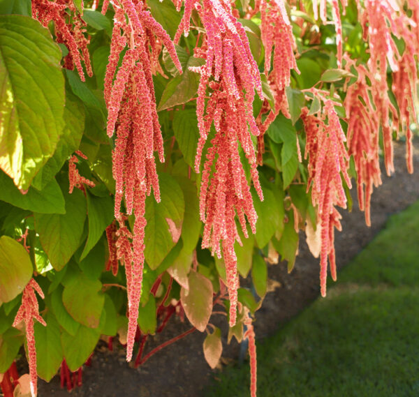 Amaranthus caudatus <p>'Coral Fountain' <p>CORAL FOUNTAINS AMARANTH</p>