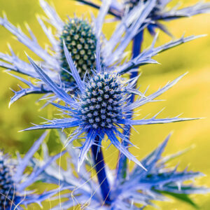 Blue Hobbit, Sea Holly, Eryngium Planum flowers