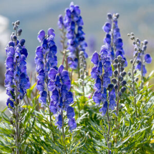 Aconitum napellus 'Newry Blue' NEWRY BLUE MONK'S HOOD