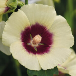 ALCEA-ROSEA-HALO-CREAM