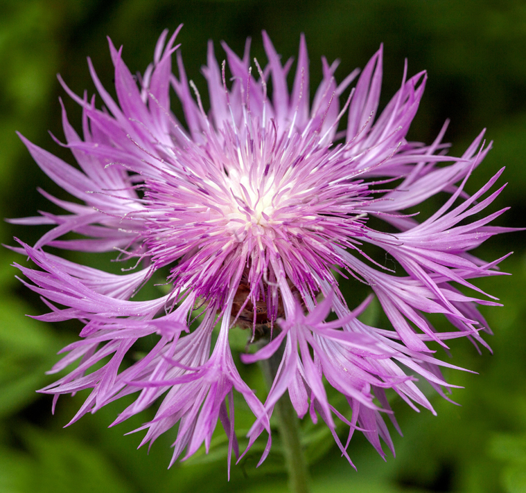 Centaurea dealbata 'Pink Passion' PINK PASSION PERSIAN CORNFLOWER ...