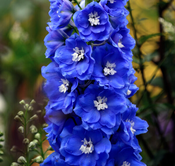 Delphinium x grandiflorum ‘Blue Bird Premium’