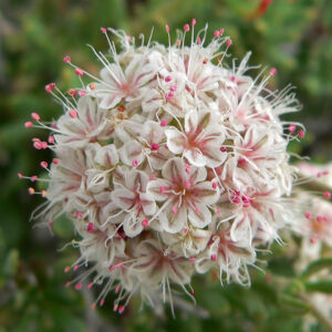 Eriogonum fasciculatum CALIFORNIA BUCKWHEAT