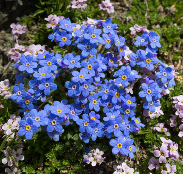 Eritrichium canum 'Baby Blues' SILKY FORGET-ME-NOT