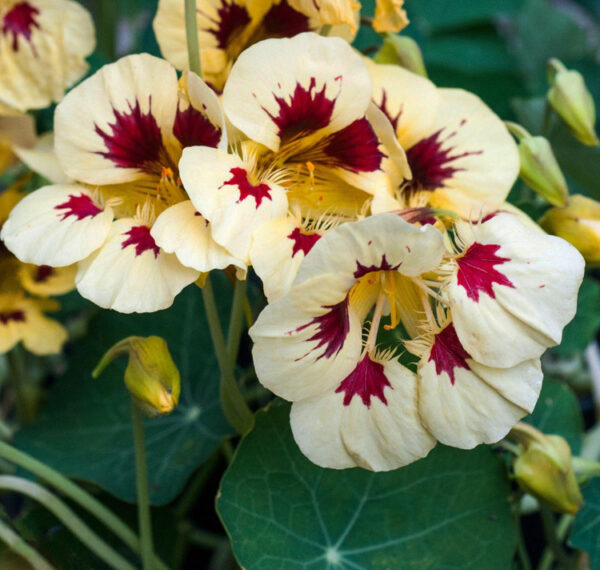 Tropaeolum minus 'Ladybird Cream with Purple Spots' LADYBIRD CREAM PURPLE SPOTS NASTURTIUM