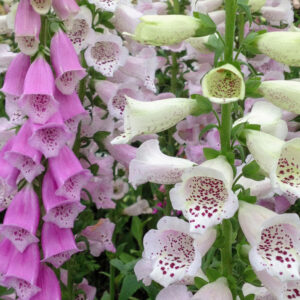 Digitalis purpurea 'Gloxiniaeflora' GLOXINIA FOXGLOVE