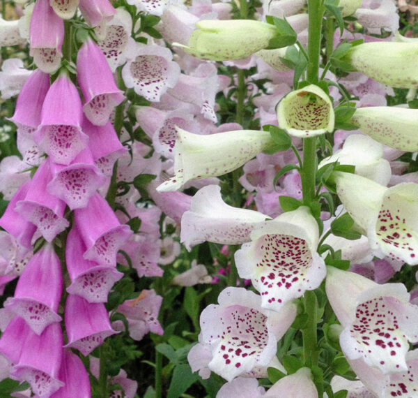 Digitalis purpurea 'Gloxiniaeflora' GLOXINIA FOXGLOVE - SeedScape