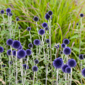 Echinops ritro 'Veitch's Blue' VEITCH'S BLUE GLOBE FLOWERS